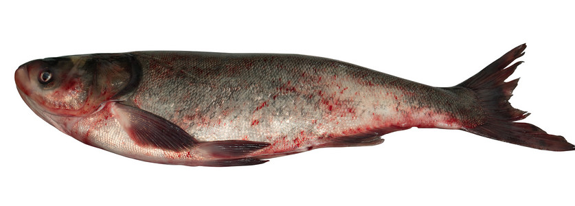 整只原生银鱼 孤立地在白色背景上闭着美食鲢鱼厨房热带渔业营养动物市场宏观淡水背景图片