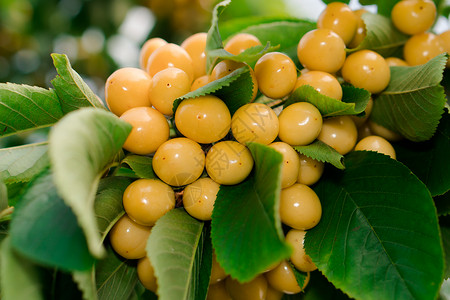 黄樱桃的果实 落在树枝上浆果茶点种子农业小吃食物树叶枝条诱惑花园背景