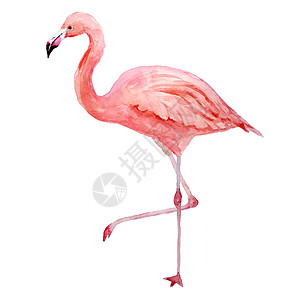 哈比壁纸粉红色的火烈鸟 热带异国情调的鸟玫瑰火烈鸟在白色背景下被隔离 水彩手绘逼真的动物插图 夏季鸟类野生动物 打印包装纸 壁纸 卡片背景