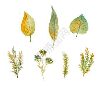 秋季水彩手绘水彩插图元素与绿色黄色野生药草叶子在木林地森林中 有机天然植物 花卉植物设计用于壁纸纺织包装纸 极简主义秋季秋季设计背景