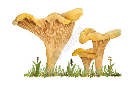 手绘蘑菇线稿手绘水彩插图的鸡油菌 cibarius 食用野生真菌蘑菇 木林地森林草中的橙黄色真菌 天然植物自然收获蘑菇 设计逼真的有机原料背景