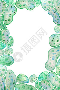 单细胞绿蓝藻小球藻螺旋藻手绘边框页面框架与大细胞单细胞与脂杂草液滴 宏观缩放微生物细菌化妆品生物设计的水彩插图背景图片