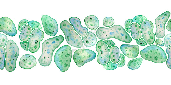 变形虫单细胞绿蓝藻小球藻螺旋藻与大细胞单细胞与脂滴的无缝水平边界 用于化妆品生物设计的宏观缩放微生物细菌的水彩插图背景