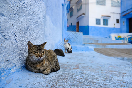 一墙猫素材摩洛哥厨师加猫蓝色村庄地标建筑动物街道文化建筑学旅游旅行背景