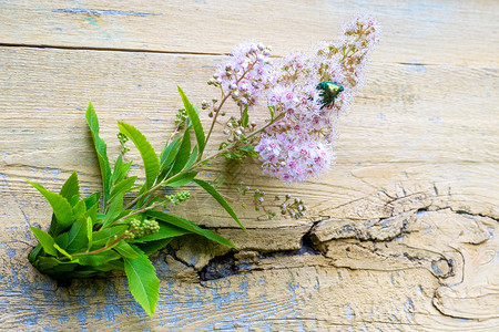 丽丝亚科罗丝切法  香草花  在的花朵上亚科花园紫檀玫瑰金植物群昆虫粉色龟子漏洞玫瑰背景