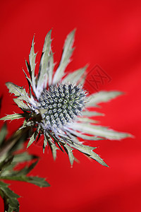 野山花夏花盛花 平板人家庭 阿皮塞亚现代植物背景 高质量高品质的巨型印刷墙海报被子宏观荒野生物动物群山花场地生长昆虫野花背景图片