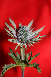 野山花夏花盛花 平板人家庭 阿皮塞亚现代植物背景 高质量高品质的巨型印刷墙海报被子蓝色宏观花瓣动物群山花野花昆虫花园园艺背景图片