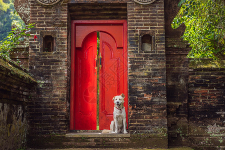 狗坐在一个大红门的背面上鞋垫访问对讲机建筑学宠物学习房子建筑猎犬小狗背景图片