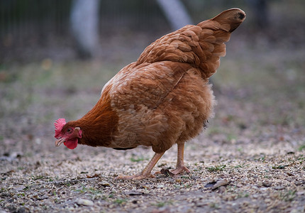 一只大红鸡的特写公鸡家禽动物男性农业母鸡小鸡场地农家院院子背景图片