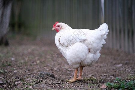 花园里有只白鸟母鸡农场动物女性草地场地家畜主题农业农家院背景图片