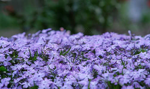 美丽的粉色植物 茂密的花朵和地毯花景观高山植物学紫色设计植物群园艺季节蓝色叶子背景图片