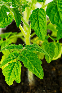 以白背景隔离的黑锅绿番茄树苗芽 春化园艺概念土壤幼苗花园环境生长地球叶子种子蔬菜生活背景