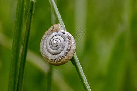 美丽的蜗牛巨集 睡在植物上的贝壳中 绿草中的螺壳壳壳背景图片