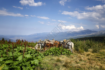 在山地草原上吃草的货马观看风景高清图片