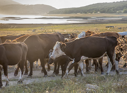 一大批奶牛沿一条灰尘累累的乡村公路从草地上赶回家高清图片