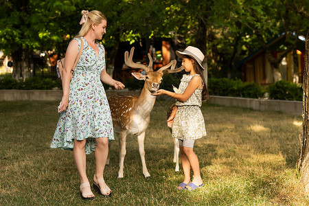 小女孩和鹿孩子在动物园喂野鹿 孩子们在户外喂养动物 小女孩在农场看驯鹿 孩子和宠物动物 家庭夏季动物园之旅 成群的鹿野生动物哺乳动物团体女背景