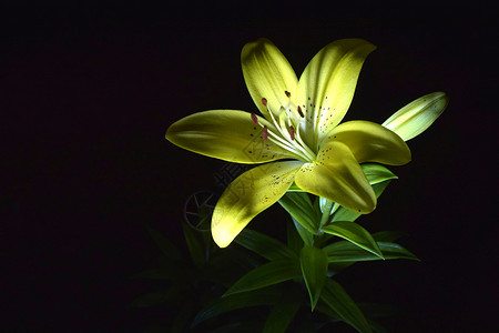 夜晚的花朵被仙女灯笼的神秘光照亮背景图片
