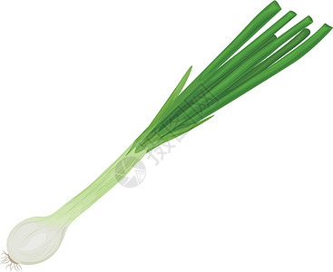 绿洋葱 新鲜绿洋葱 健康饮食的概念 维生素蔬菜 弓的矢量说明 b草本植物农业香料烹饪发芽饮食韭葱沙拉植物味道背景图片