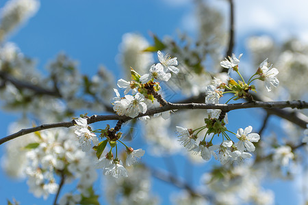 空白花素材白花和蓝天空的花樱桃草背景