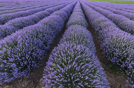 紫色草地的美丽景观阳光薰衣草芳香美化场地疗法天空戏剧性草本植物香味背景图片