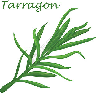 树叶白底素材Tarragon 一种药用药草 白底隔离的矢量插图 (以白色背景隔绝)插画