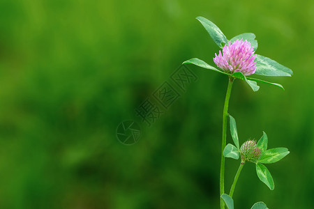 粉红色三叶草大黄蜂坐在杜丘白花草上野花美丽荒野草地场地草药草本植物花瓣粉红色花园背景