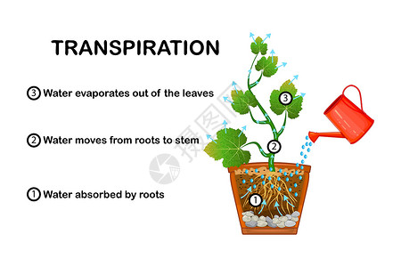 木质部植物中的呼吸阶段 显示植物中蒸发的图示方案头发图表木质运输空气作用土壤插图渗透插画