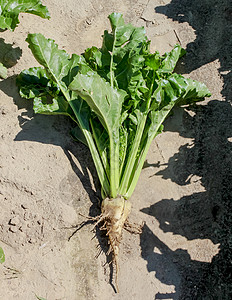 蔬菜根夏天土壤高清图片