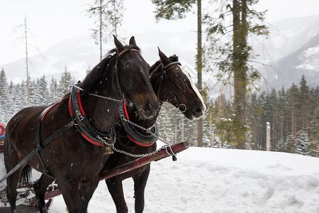 特拉马奇冬季山上骑马工作旅游山脉松树哺乳动物森林天气团队树木运输背景