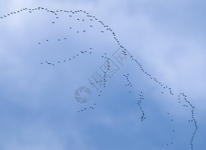 一大群鸟儿对着美丽的天空背景图片