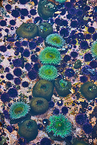 海洋潮汐池中美丽 充满活力的绿色海葵的详细信息高清图片