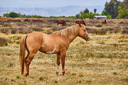 大型浅棕色马在田里休息高清图片