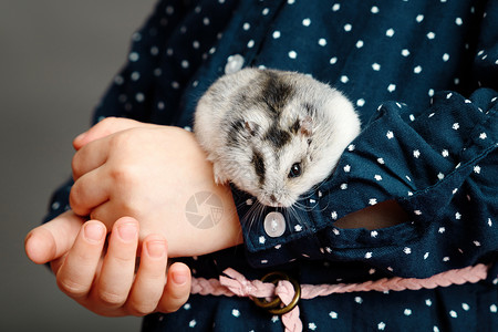 动物小素材这孩子手里握着一只灰仓鼠 一只带着可爱毛绒小宠物的孩子的手背景