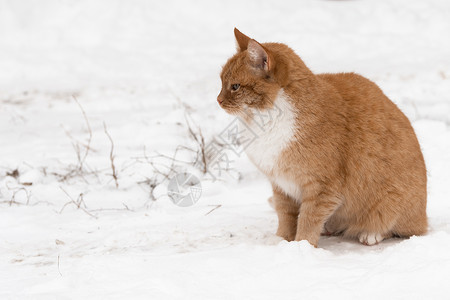 冬天的红猫坐在雪地上 往前看 宠物想回家暖和一下背景