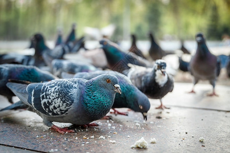 荷马城里的鸽子在堤岸上吃面包屑背景