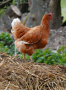 红褐母鸡站在一堆干草上高清图片