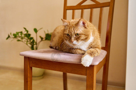 坐在椅子上猫在家里坐在椅子上的红发大个子背景