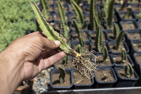 掠食性植物种植园生长高清图片