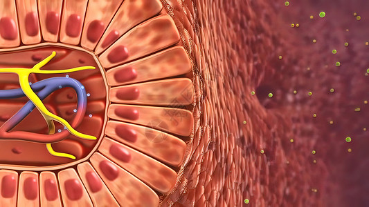 腹部可触及的结构消化系统  肠内清洁 3d细胞免疫系统淋巴医学白细胞流感病原医疗红细胞人体背景