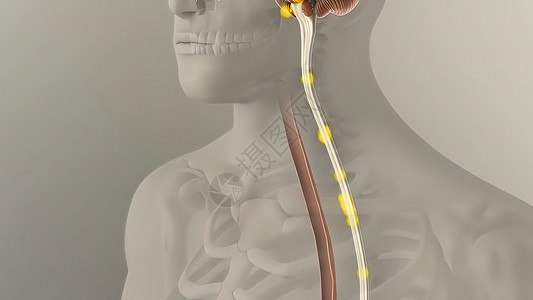 计算系统人类消化系统内肠胃解剖图像回肠图形食管消化道渲染数字胆囊蠕动空肠背景