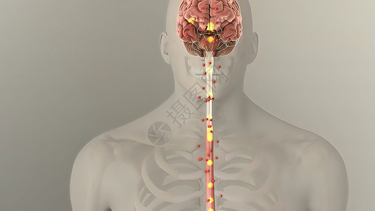 人类消化系统内肠胃解剖图形胆囊图像消化动态计算数字插图信息消化道背景图片