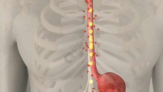 人类消化系统内肠胃解剖消化动态图表回肠动画插图渲染空肠消化道信息背景图片
