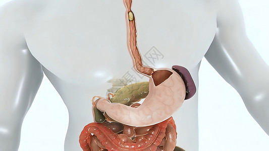 一步到胃人类消化系统中的消化过程 从嘴到胃的旅程 从口到胃肠子阴影尿道系统食管旅游插图蓝色横幅管子背景