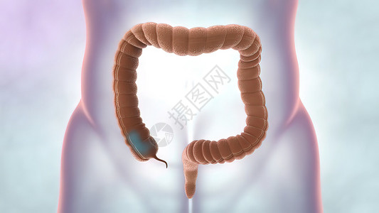 空肠内脏器官和人体排便系统 大型肠胃的医学说明生物学蓝色橙子食物肠子男人消化反射疼痛冒号背景
