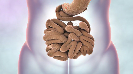 小肠吸收消化系统 小肠子的一部分回肠图形动画渲染创造力动态消化道图表形状小肠背景