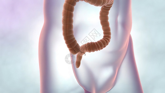 内脏器官和人体排便系统 大型肠胃的医学说明男人食物蓝色冒号附录玻璃空肠生物学橙子消化背景