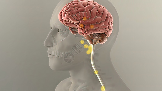 人类消化系统内肠胃解剖胃肠道计算胆囊创造力插图小肠动画数字空肠渲染背景图片