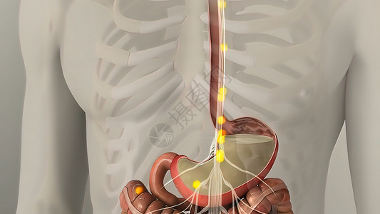 人类消化系统内肠胃解剖计算插图图形渲染回肠数字消化道3d消化胆囊背景图片