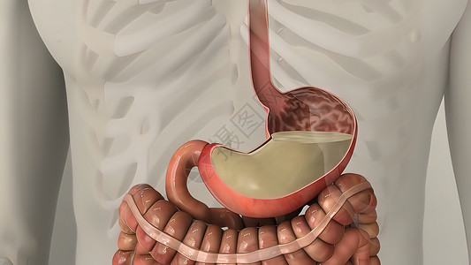 人类消化系统内肠胃解剖空肠过程消化道创造力动态信息图表渲染营养图像背景图片