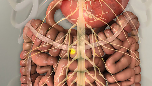 人类消化系统内肠胃解剖图形计算数字蠕动空肠创造力胃肠道动画营养动态背景图片